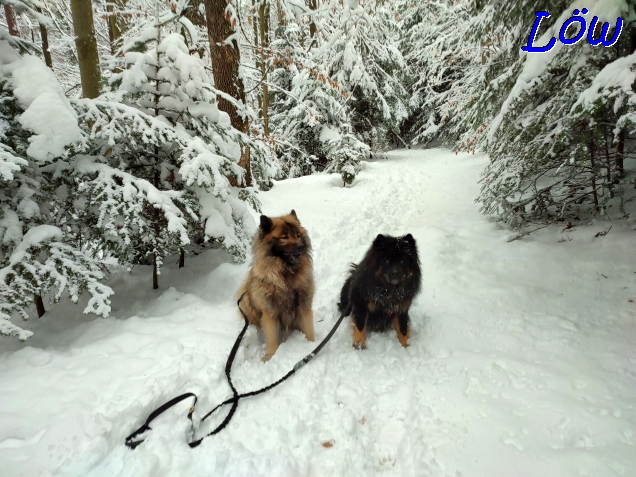 22.1.2023 - Dwix und Howard im Schnee